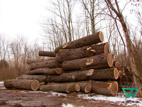 Gỗ óc chó thuộc nhóm mấy