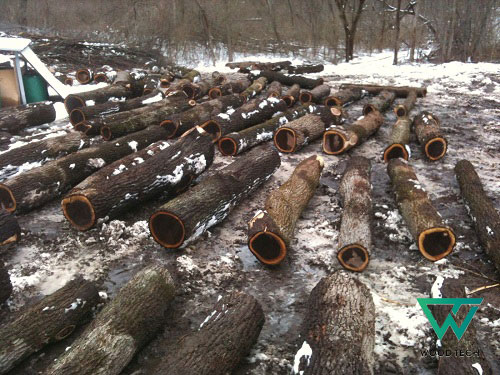 Gỗ óc chó thuộc nhóm mấy