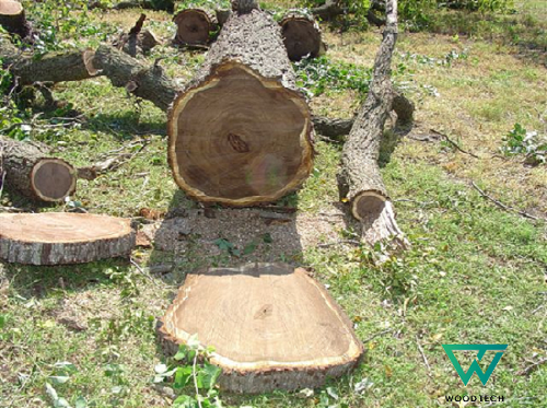 Gỗ óc chó xẻ cây Gỗ óc chó xẻ cây