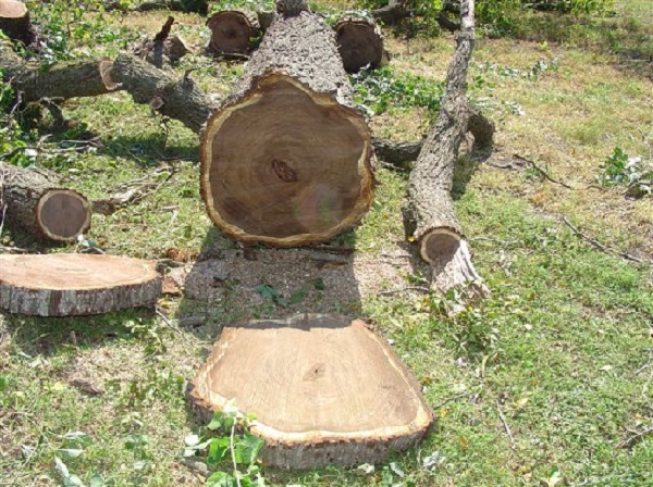 Gỗ óc chó xẻ cây Gỗ óc chó xẻ cây