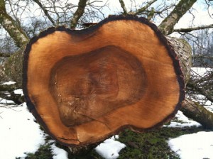 Gỗ óc chó châu Âu Gỗ óc chó châu Âu